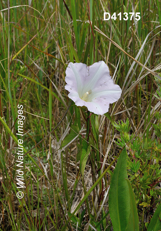 Hedge False Bindweed (Calystegia sepium)